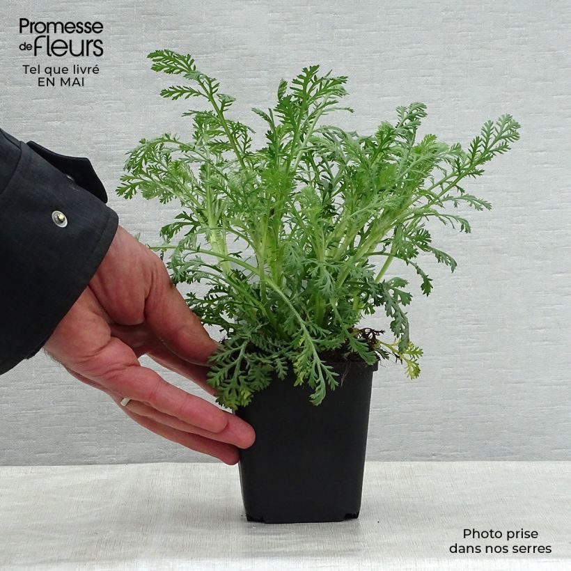 Anthemis tinctoria Sauce Hollandaise - Camomilla dei tintori Vasetto da 8/9 cm esemplare consegnato in primavera