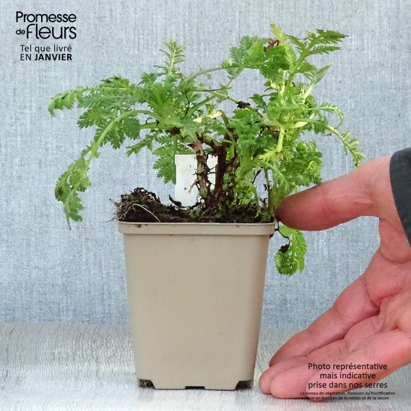 Anthemis tinctoria Wargrave Variety - Camomilla dei tintori Vasetto da 8/9 cm esemplare consegnato in inverno