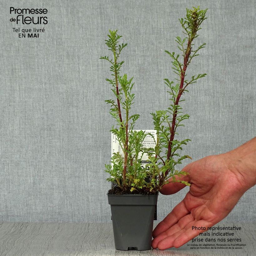 Anthemis tinctoria Wargrave Variety - Camomilla dei tintori Vasetto da 8/9 cm esemplare consegnato in primavera