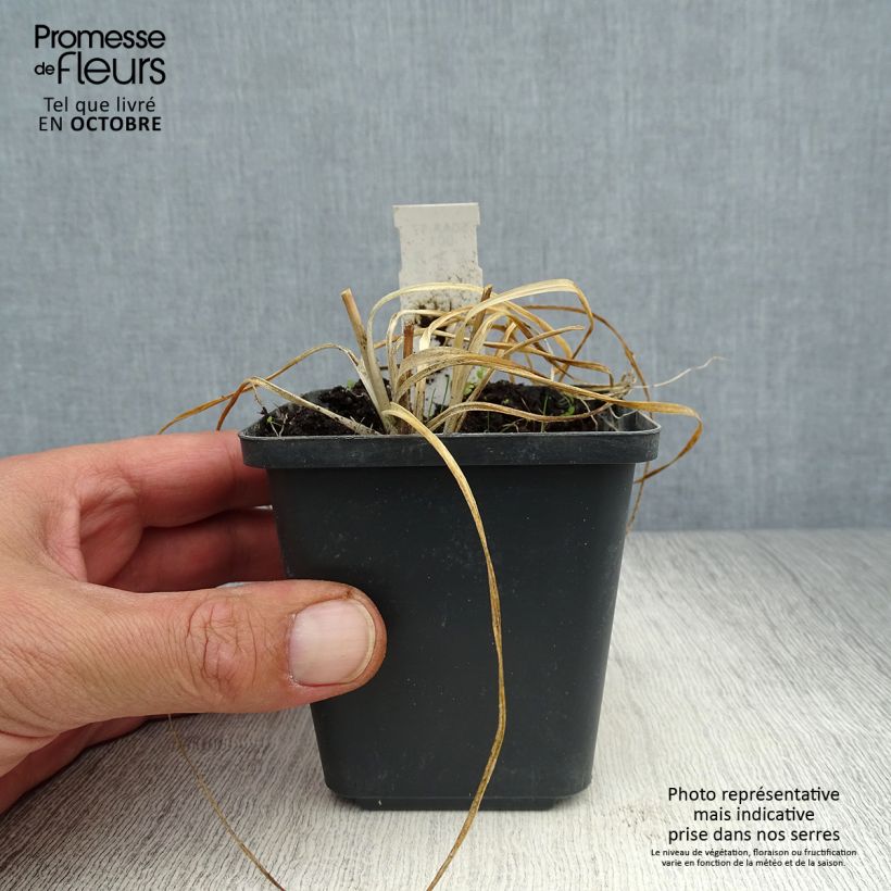 Esemplare di Anthericum ramosum - Lilioasfodelo minore Vasetto da 8/9 cm come consegnato in autunno