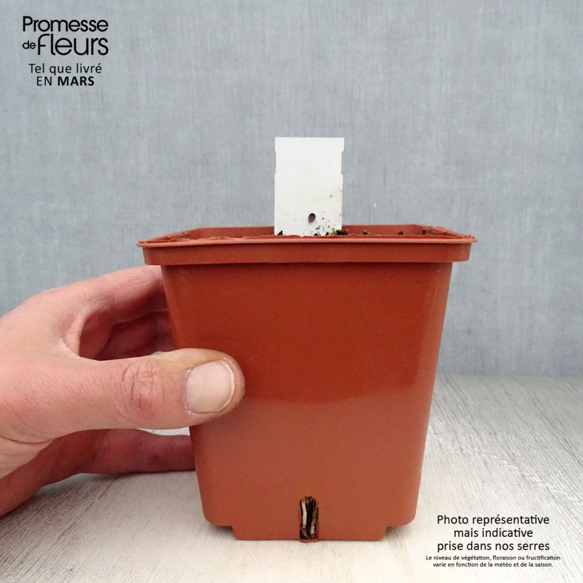 Anthericum saundersiae Starlight Vasetto da 8/9 cm esemplare consegnato in primavera