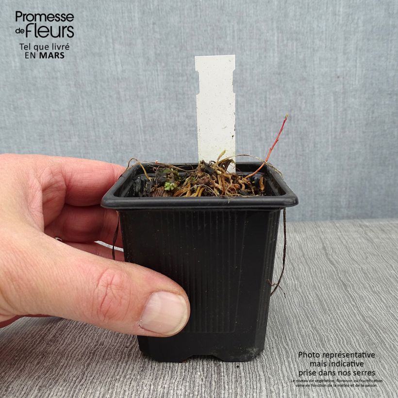 Anthericum saundersiae Starlight Vasetto da 8/9 cm esemplare consegnato in inverno