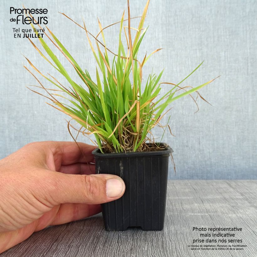 Esemplare di Anthoxanthum odoratum - Paleo odoroso Vasetto da 8/9 cm consegnato in estate