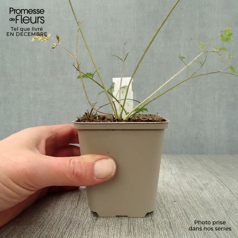 Anthriscus sylvestris Ravenswing - Cerfoglio selvatico Vasetto da 8/9 cm esemplare consegnato in inverno