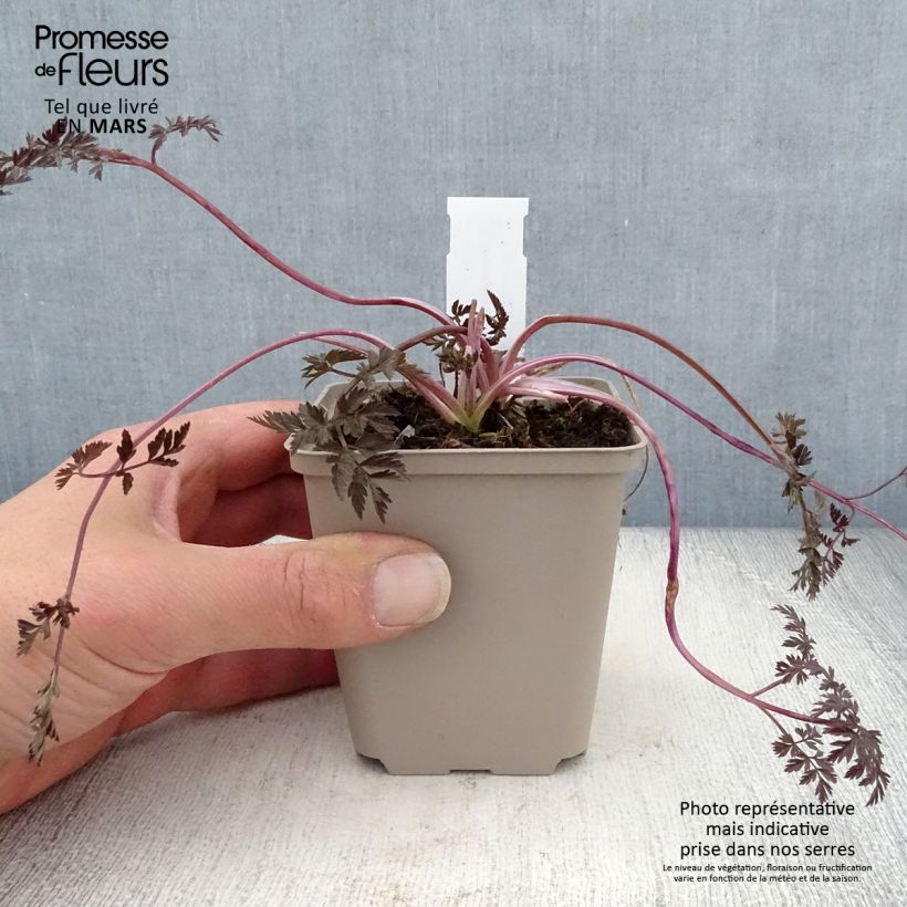 Anthriscus sylvestris Ravenswing - Cerfoglio selvatico Vasetto da 8/9 cm esemplare consegnato in primavera