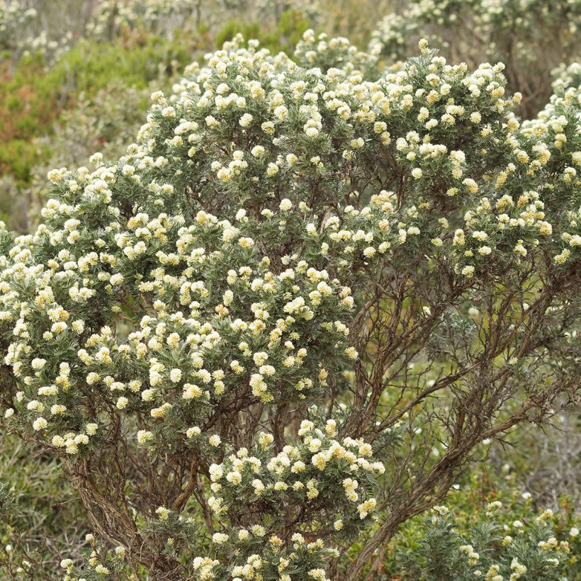 Anthyllis barba-jovis - Barba di Giove (Porto)
