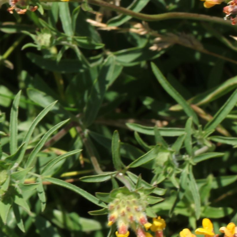 Anthyllis vulneraria - Vulneraria comune (Fogliame)