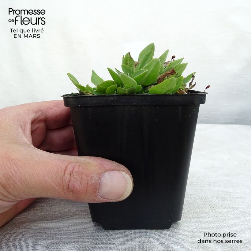 Anthyllis vulneraria - Vulneraria comune Vasetto da 8/9 cm esemplare consegnato in inverno