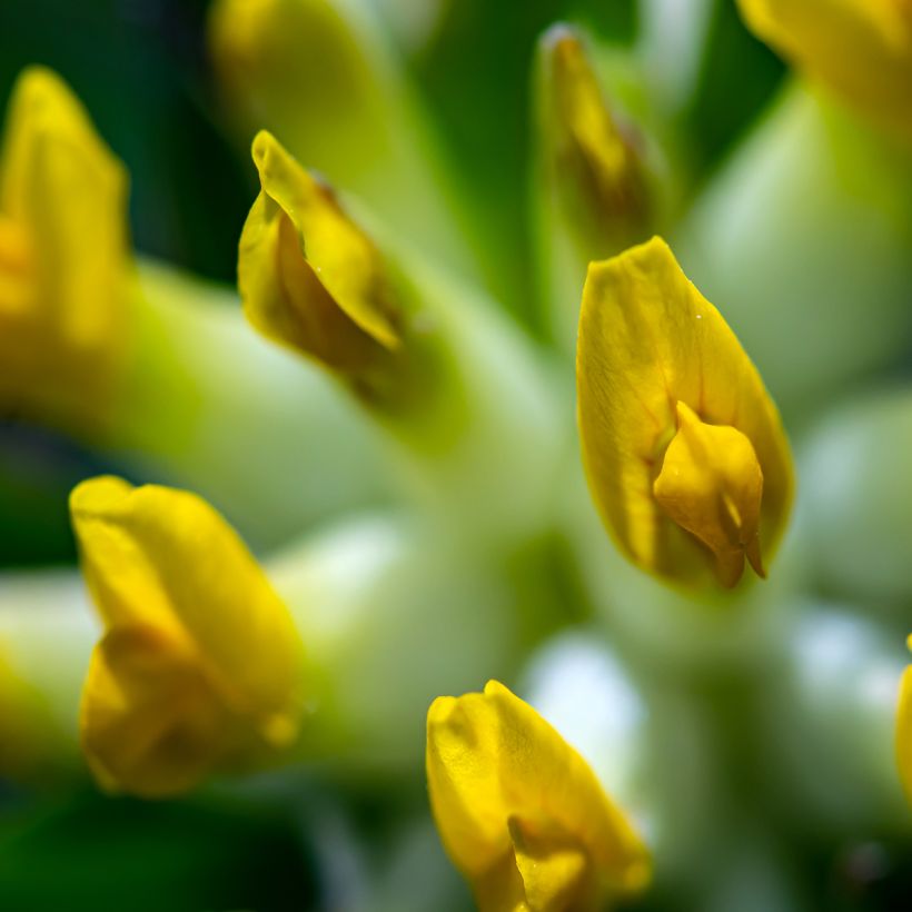 Anthyllis vulneraria - Vulneraria comune (Fioritura)