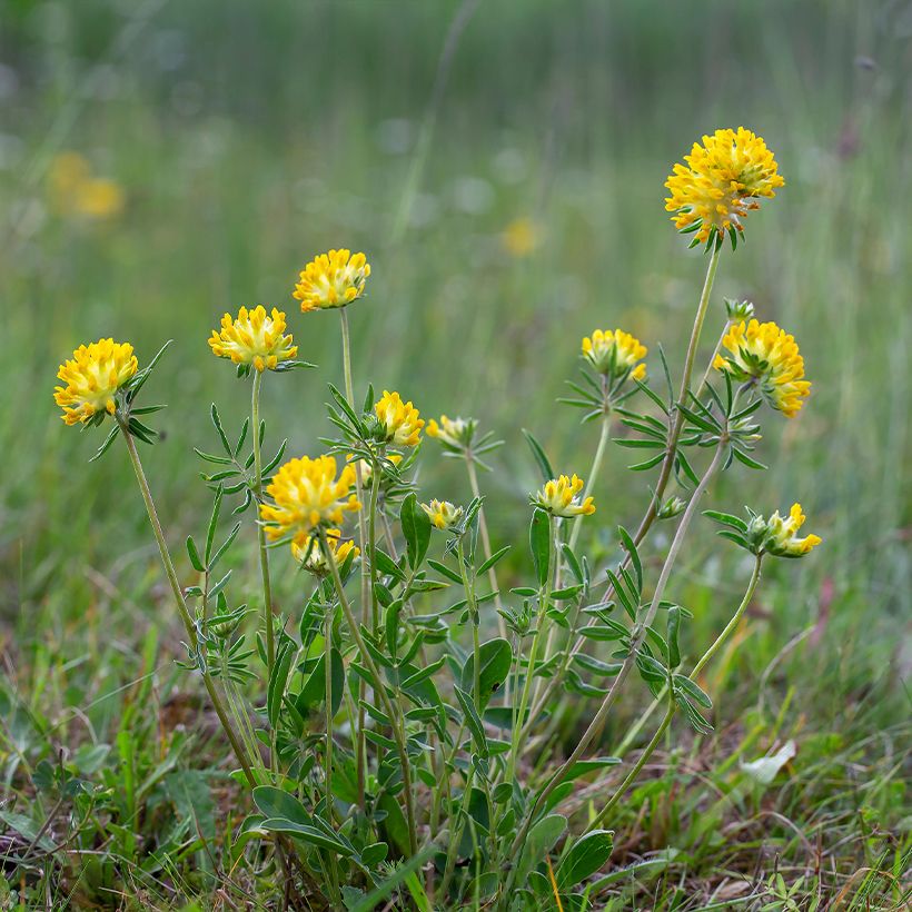 Anthyllis vulneraria - Vulneraria comune (Porto)