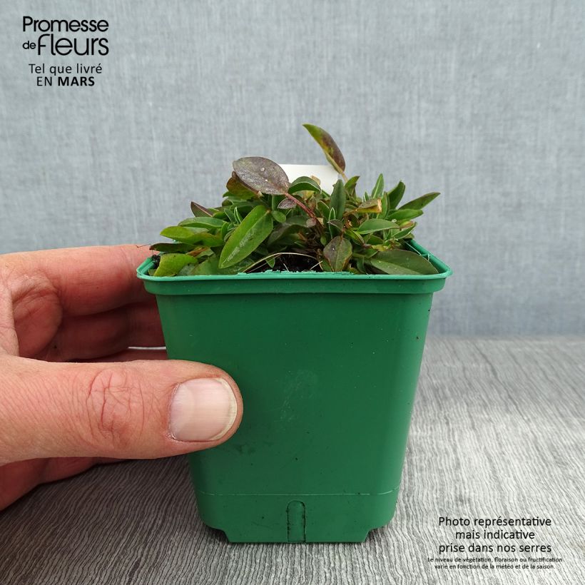 Anthyllis vulneraria var. coccinea - Vulneraria comune Vasetto da 8/9 cm esemplare consegnato in inverno