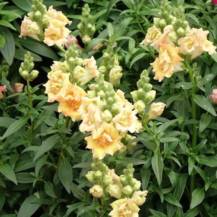 Bocca di leone Sweet Duet Citrus (Fioritura)
