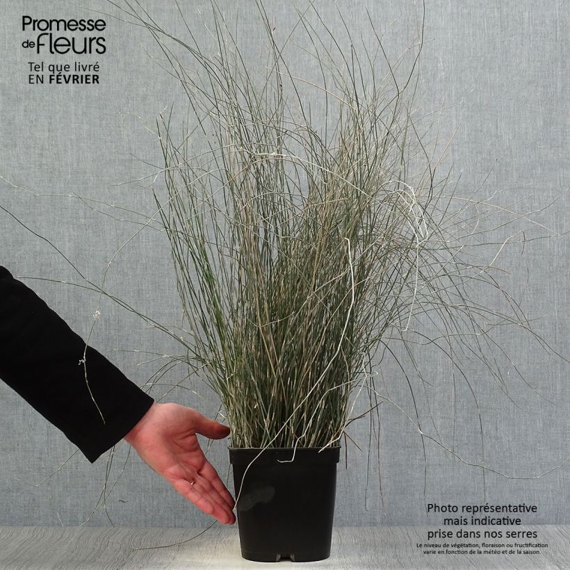 Apodasmia similis Vaso da 2L/3L esemplare consegnato in inverno