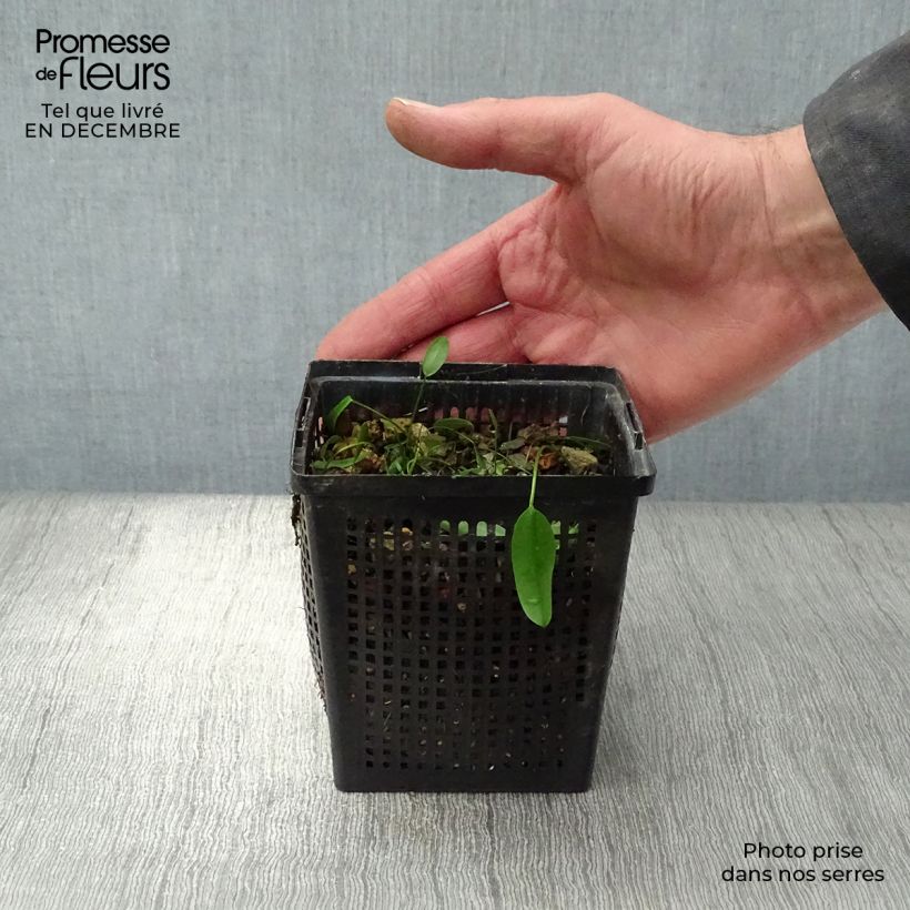 Aponogeton distachyos - Biancospino d'acqua Vasetto da 8/9 cm esemplare consegnato in inverno