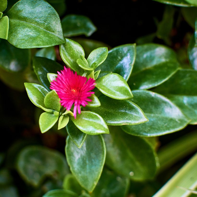 Aptenia cordifolia (Fogliame)