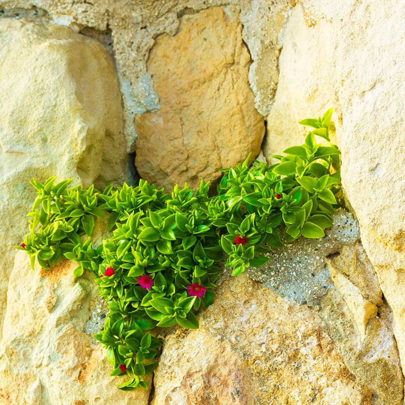 Aptenia cordifolia (Porto)