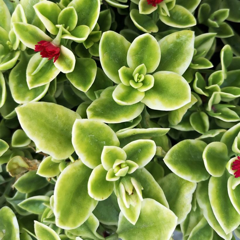 Aptenia cordifolia Variegata (Fogliame)