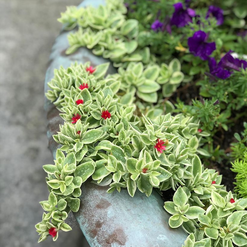Aptenia cordifolia Variegata (Porto)