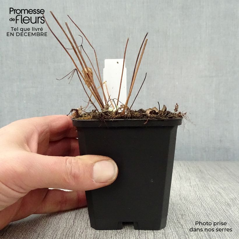 Aquilegia alpina Vasetto da 8/9 cm esemplare consegnato in inverno