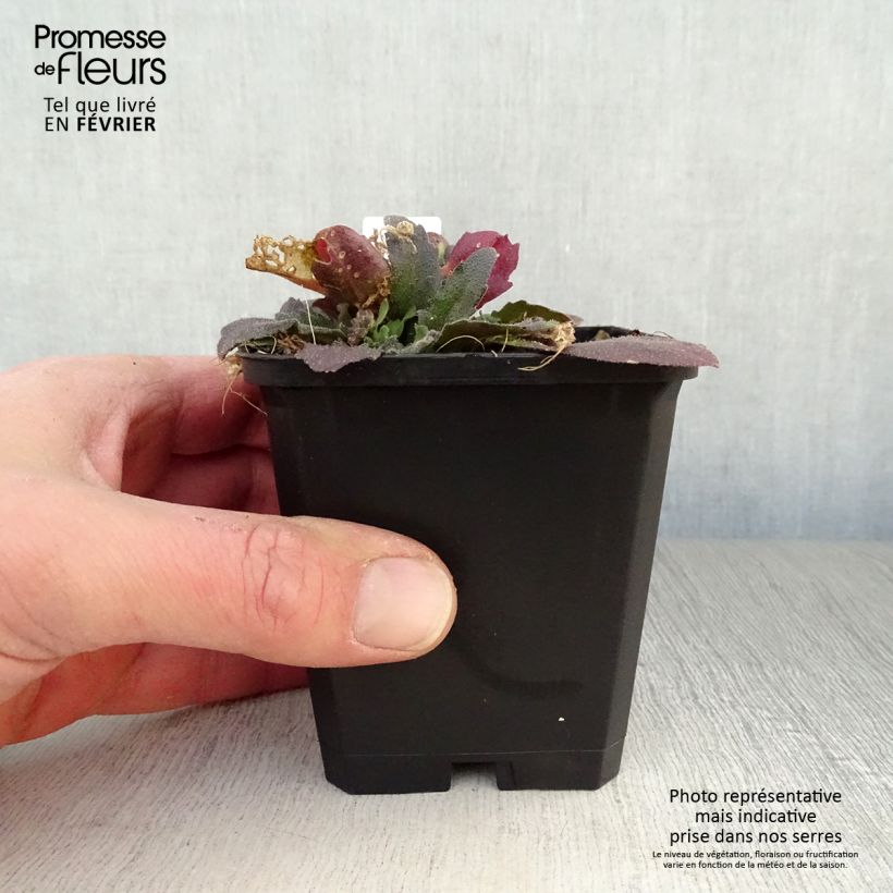 Arabis blepharophylla Frühlingzauber Vasetto da 8/9 cm esemplare consegnato in inverno