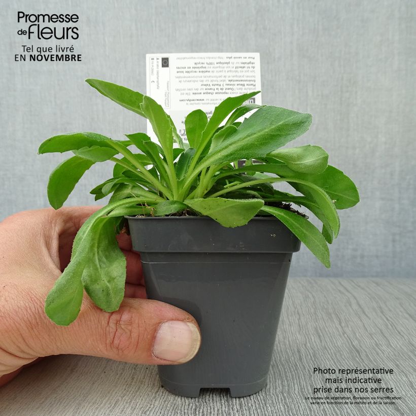 Esemplare di Arabis blepharophylla Vasetto da 8/9 cm come consegnato in autunno