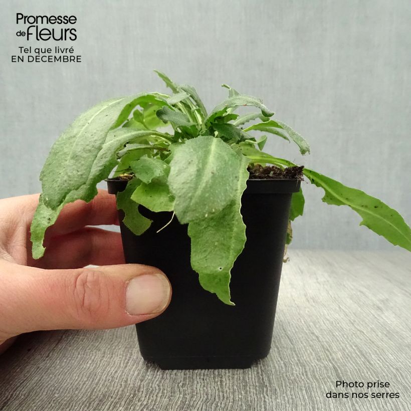 Arabis blepharophylla Vasetto da 8/9 cm esemplare consegnato in inverno