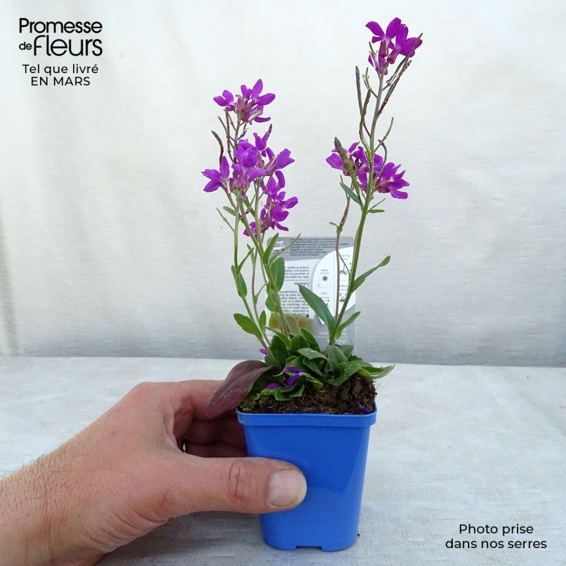Arabis blepharophylla Rose Delight Vasetto da 7/8 cm esemplare consegnato in inverno