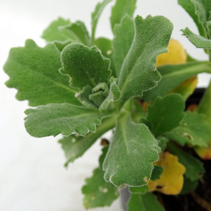 Arabis caucasica Plena (Fogliame)