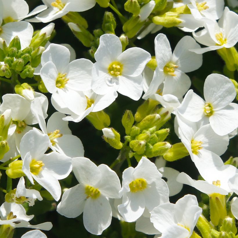 Arabis caucasica Snowball (Fioritura)