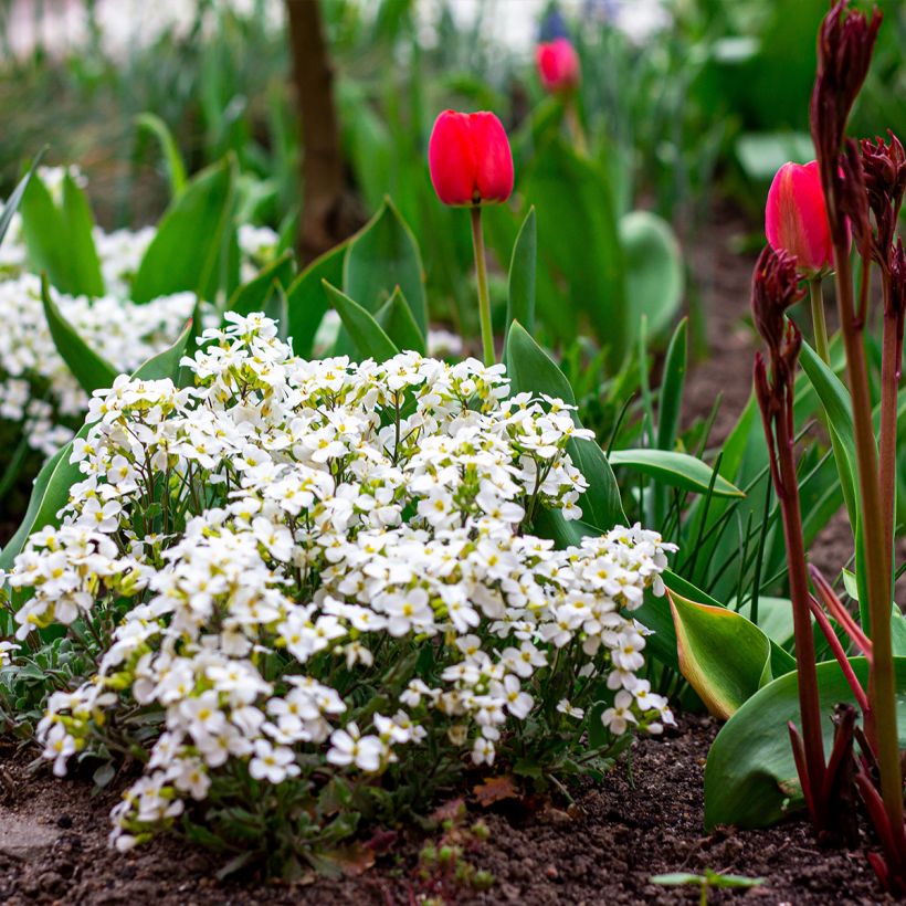 Arabis caucasica Snowball (Porto)