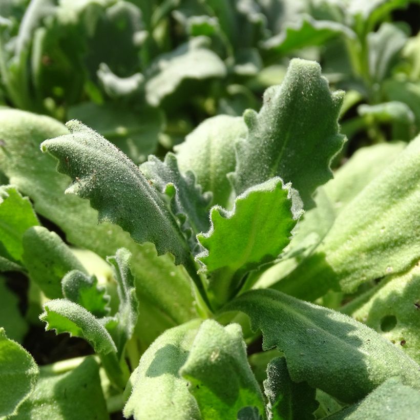 Arabis caucasica Snowball (Fogliame)