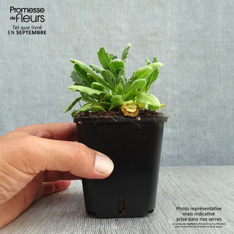 Esemplare di Arabis caucasica Snowball Vasetto da 8/9 cm come consegnato in autunno
