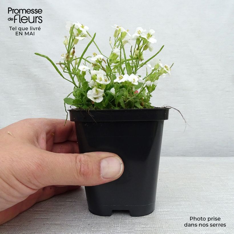 Arabis caucasica Snowcap Vasetto da 8/9 cm esemplare consegnato in primavera