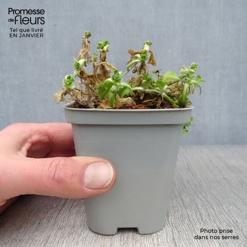 Arabis caucasica Snowcap Vasetto da 8/9 cm esemplare consegnato in inverno