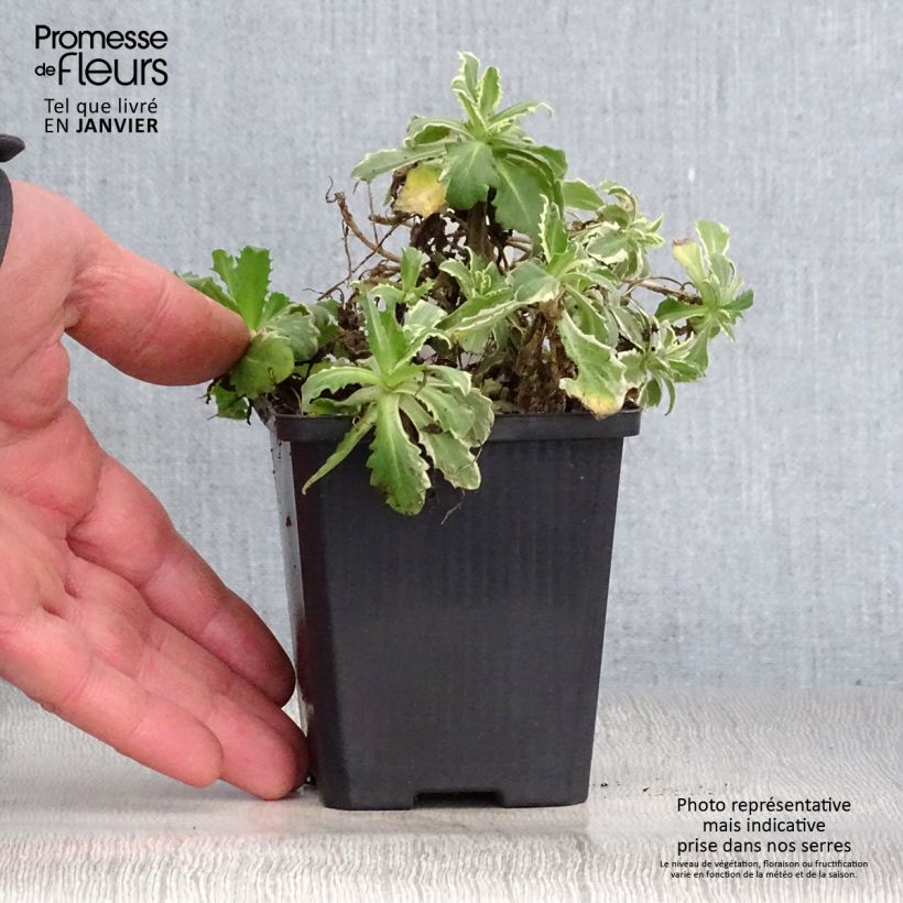 Arabis caucasica Variegata Vasetto da 8/9 cm esemplare consegnato in inverno