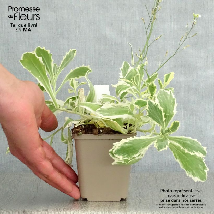 Arabis caucasica Variegata Vasetto da 8/9 cm esemplare consegnato in primavera