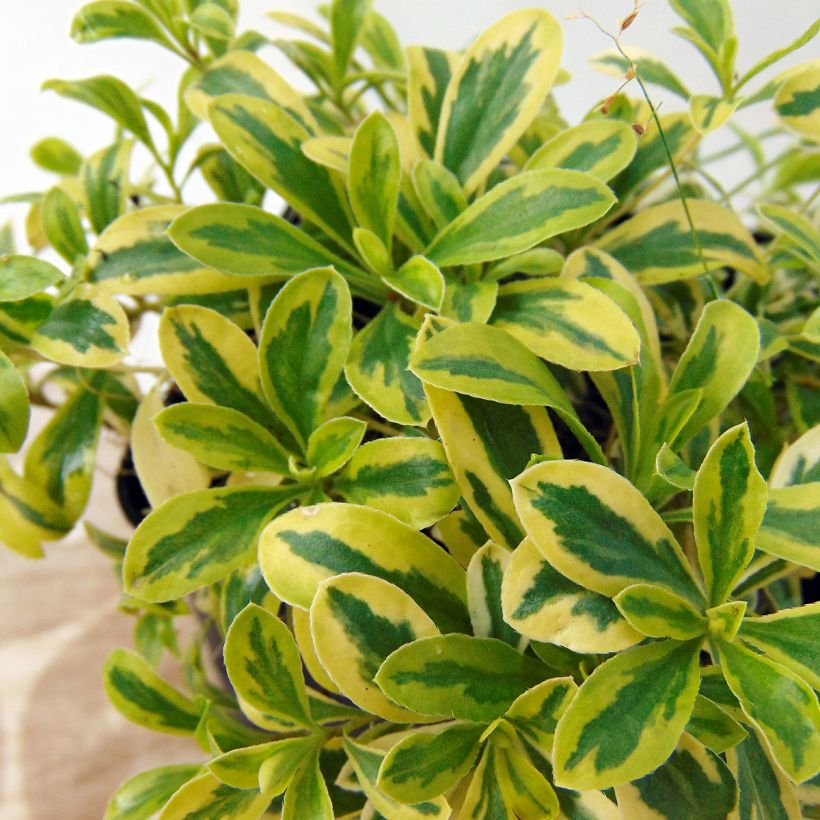 Arabis ferdinandi-coburgii Old Gold (Fogliame)