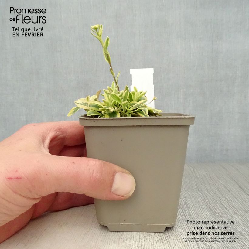 Arabis ferdinandi-coburgii Old Gold Vasetto da 8/9 cm esemplare consegnato in inverno