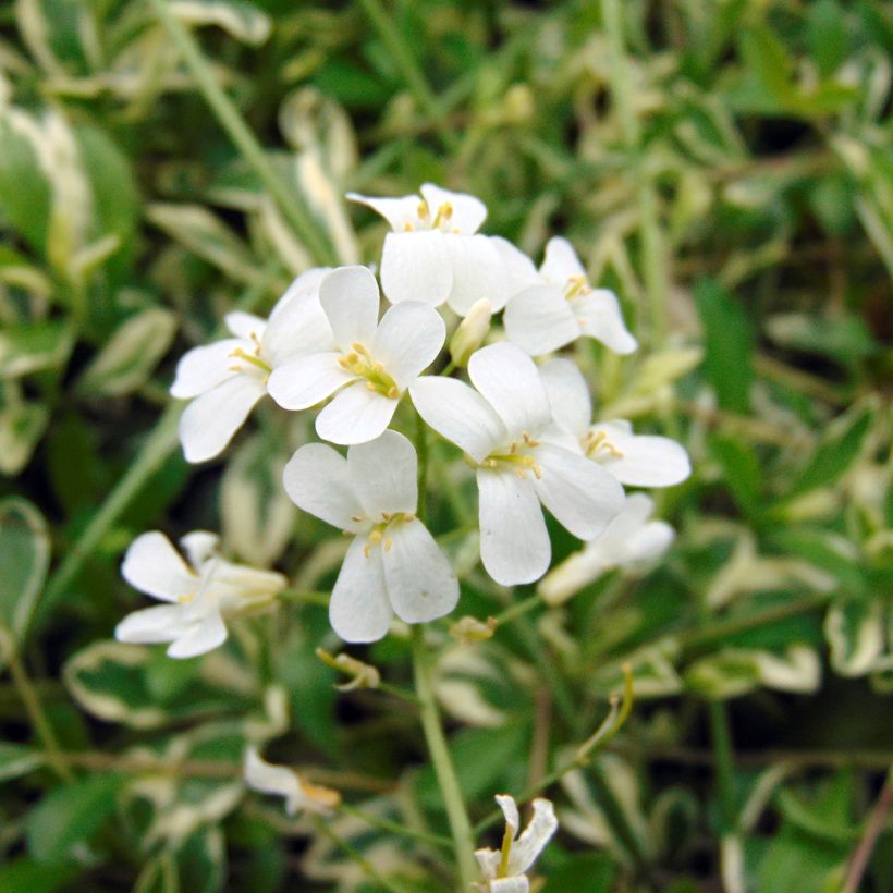 Arabis ferdinandi-coburgii Variegata (Fioritura)