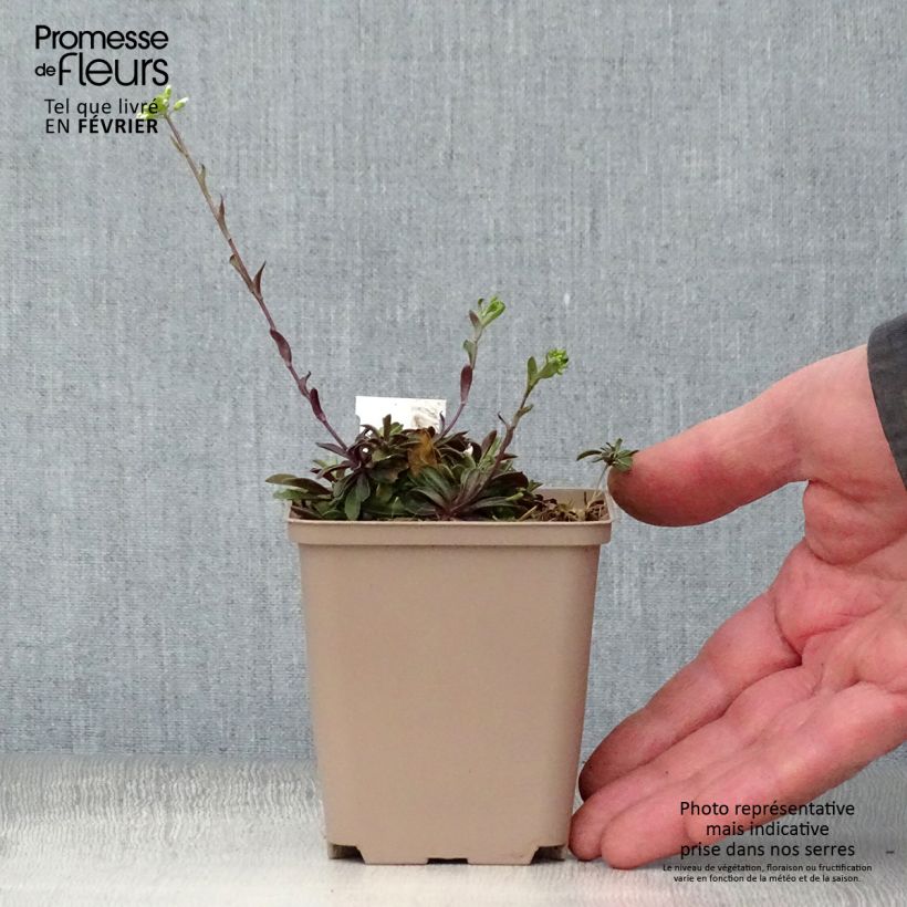 Arabis procurrens Neuschnee Vasetto da 8/9 cm esemplare consegnato in inverno