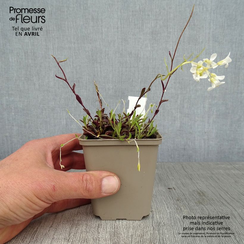 Arabis procurrens Neuschnee Vasetto da 8/9 cm esemplare consegnato in primavera