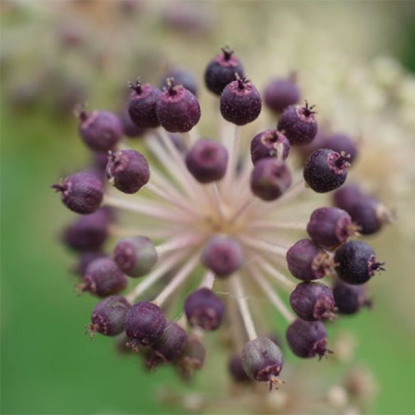 Aralia cordata Sun King - Udo (Raccolta)