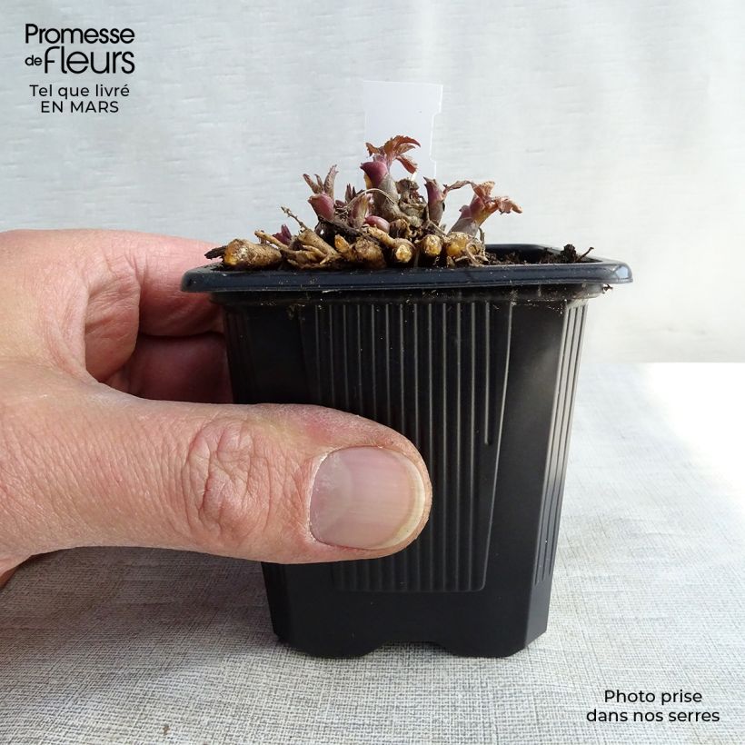 Aralia cordata Sun King - Udo Vasetto da 8/9 cm esemplare consegnato in inverno