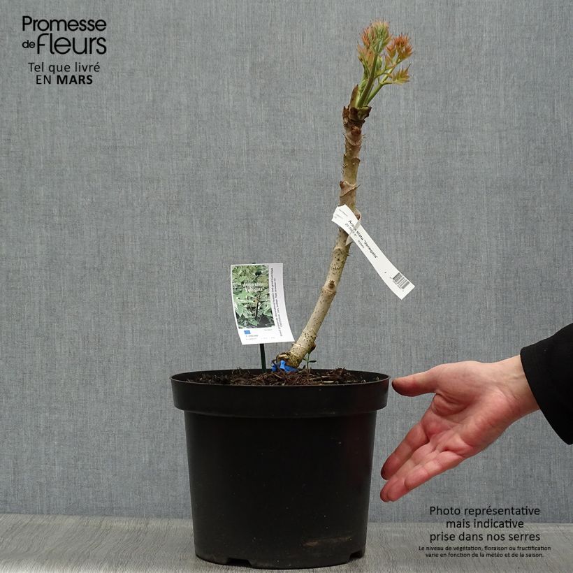 Aralia elata Silver Umbrella - Angelica del Giappone Vaso da 7,5L/10L esemplare consegnato in primavera