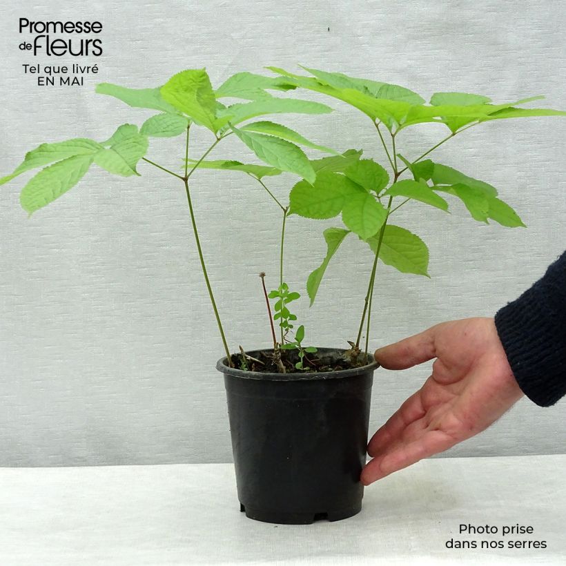 Aralia nudicaulis Vaso da 2L/3L esemplare consegnato in primavera