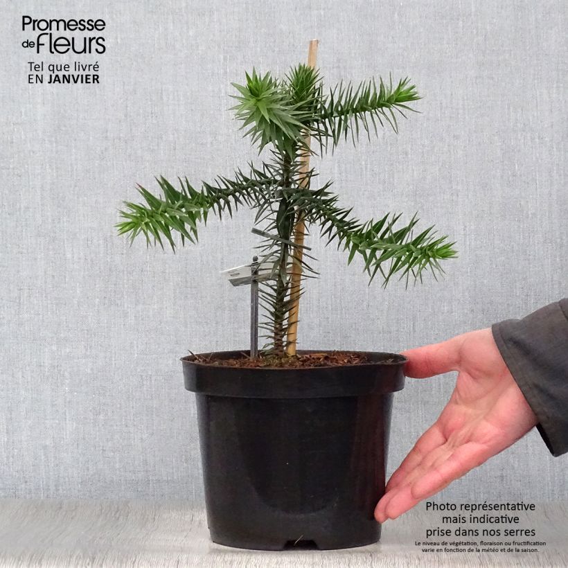 Araucaria araucana - Albero della scimmia Vaso da 3L/4L esemplare consegnato in inverno