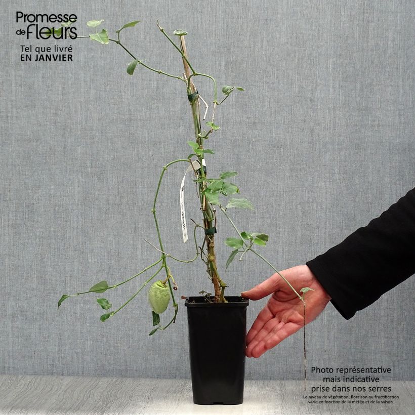 Araujia sericifera Alba Vaso da 1L/1,5L esemplare consegnato in inverno