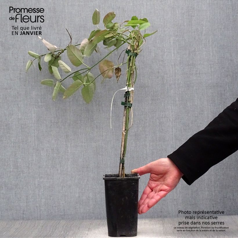 Araujia sericifera Rosea Vaso da 1,5L/2L esemplare consegnato in inverno