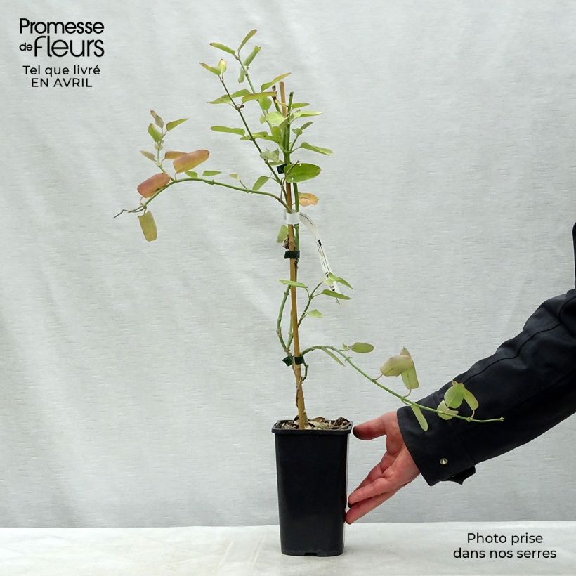 Araujia sericifera Rosea Vaso da 1,5L/2L esemplare consegnato in primavera