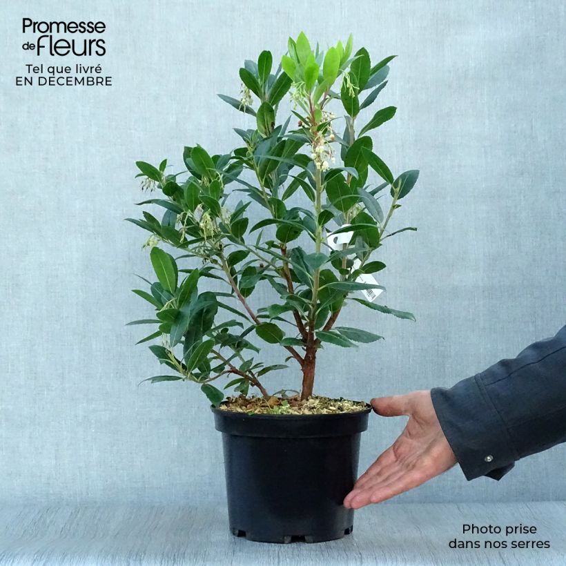 Arbutus unedo Atlantic - Corbezzolo Vaso da 4L/5L, A cespuglio esemplare consegnato in inverno